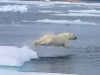 Oso polar, Artico canadiense, reporte Noviembre 2017
